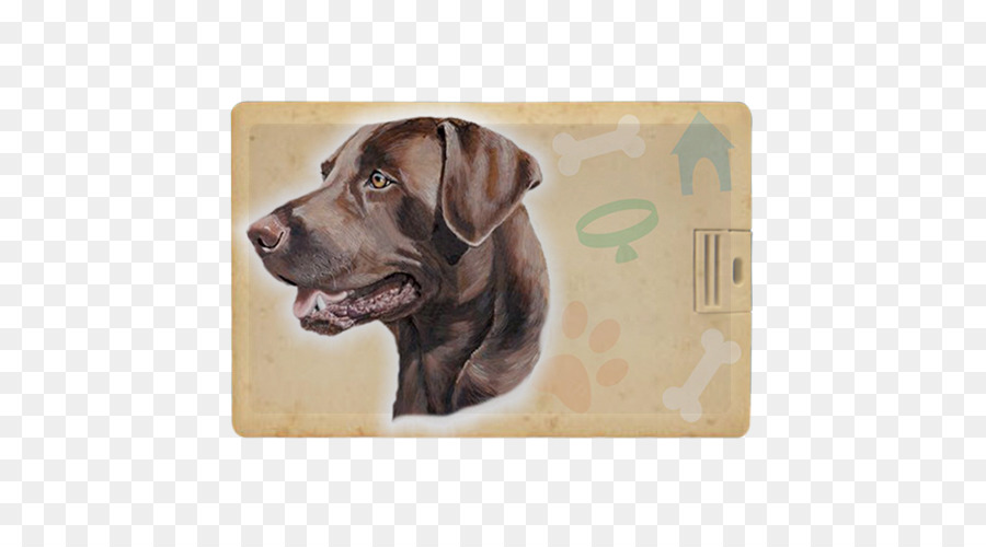 Labrador Retriever，Raza De Perro PNG