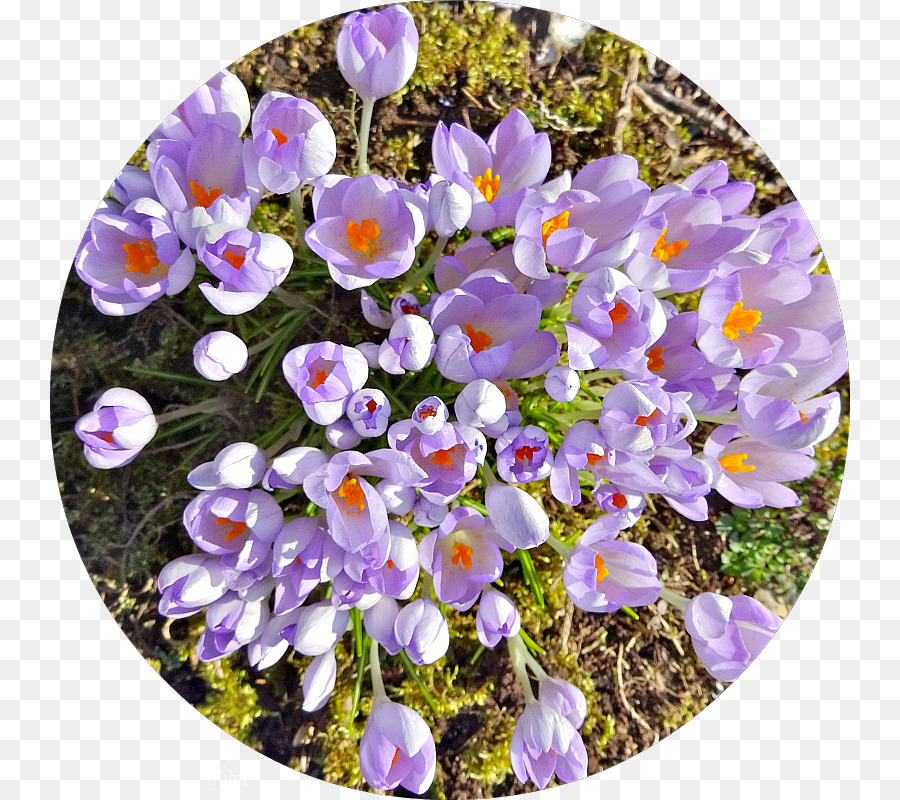 Crocus，Violeta PNG