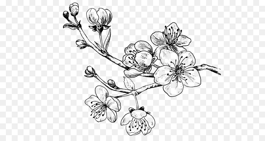 Dibujo，De Los Cerezos En Flor PNG