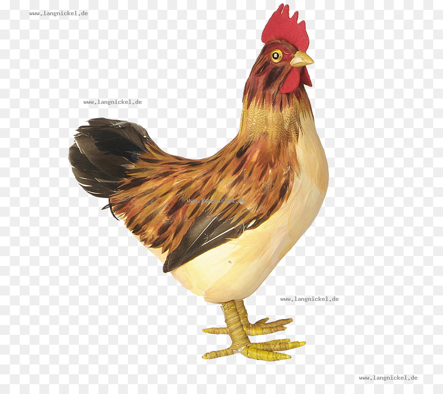 Gallo，Pollo PNG