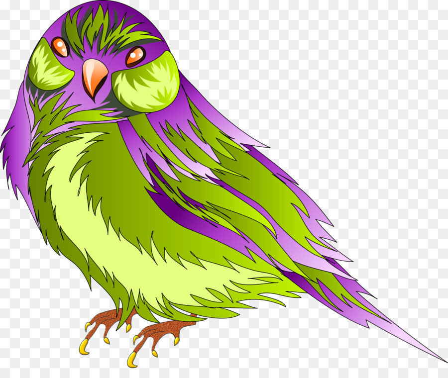 Lechuza，Pluma PNG