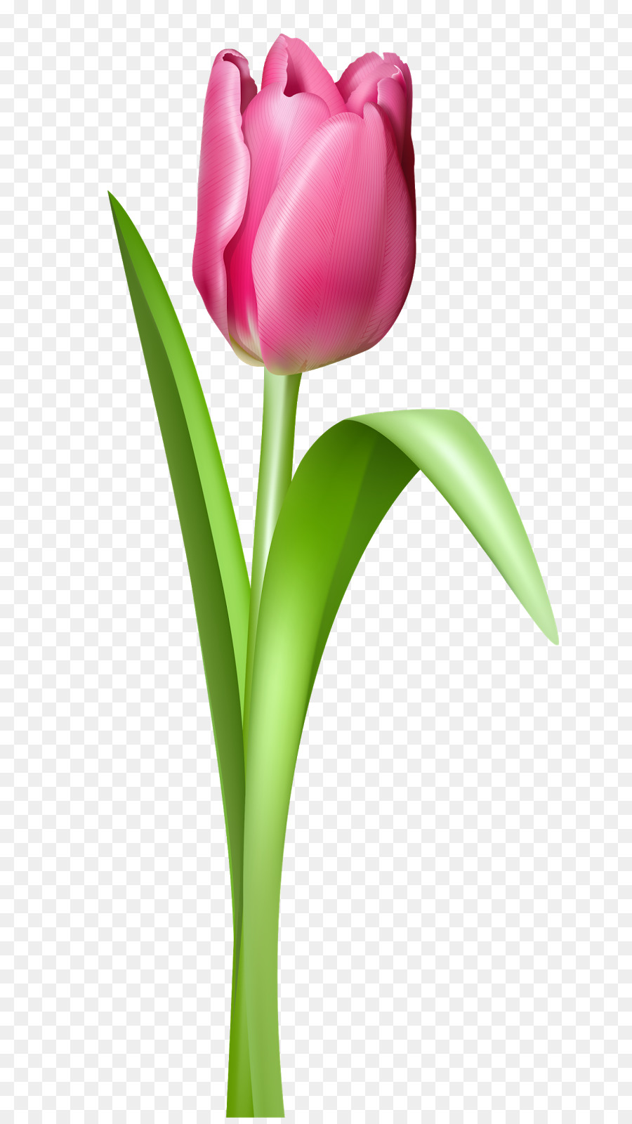 Indira Gandhi Memorial Tulip Jardín，Tulip PNG