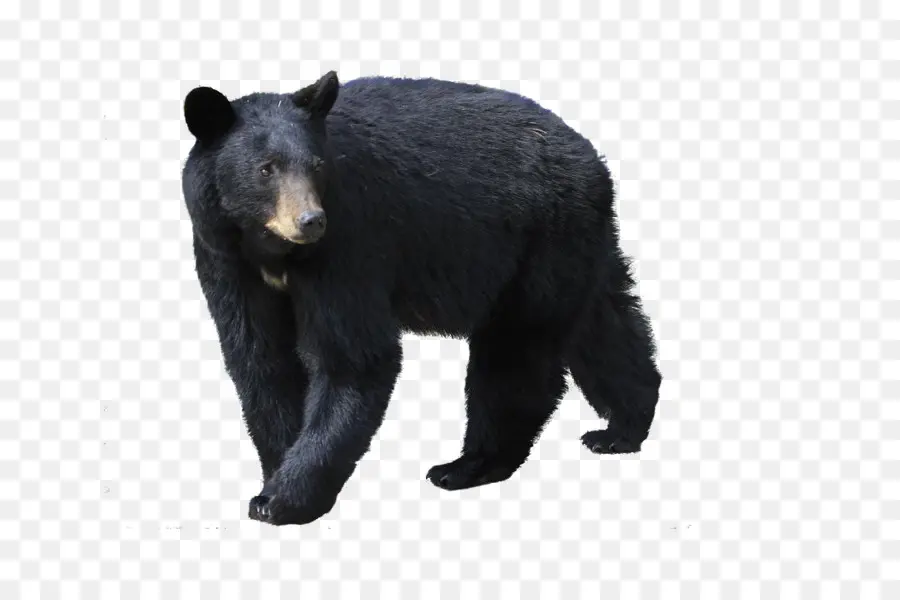 Oso Polar，Grizzly Bear PNG