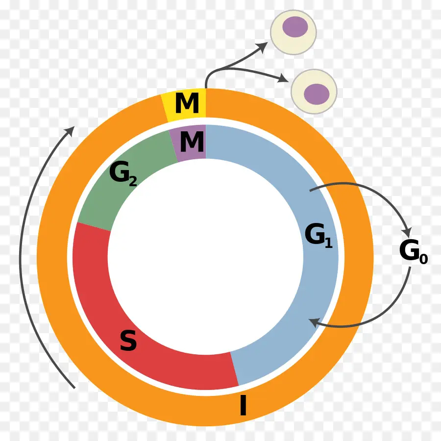 Ciclo Celular，La Interfase PNG