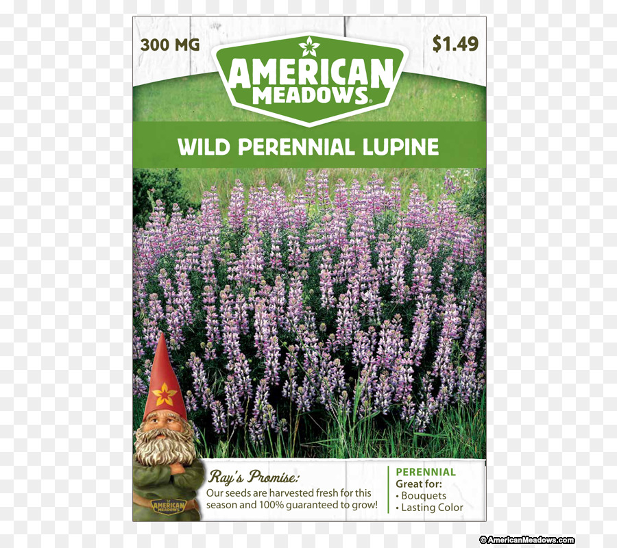 Inglés Lavanda，Hyssopus PNG