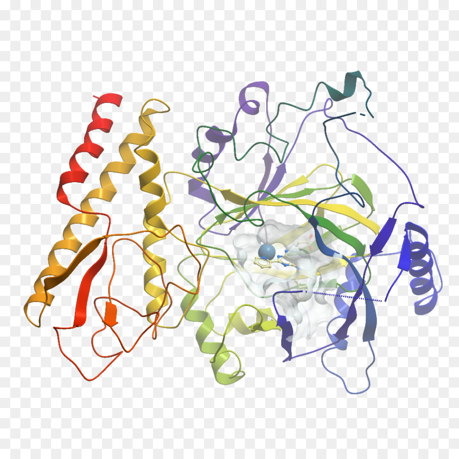 Estructura Proteica，Molécula PNG