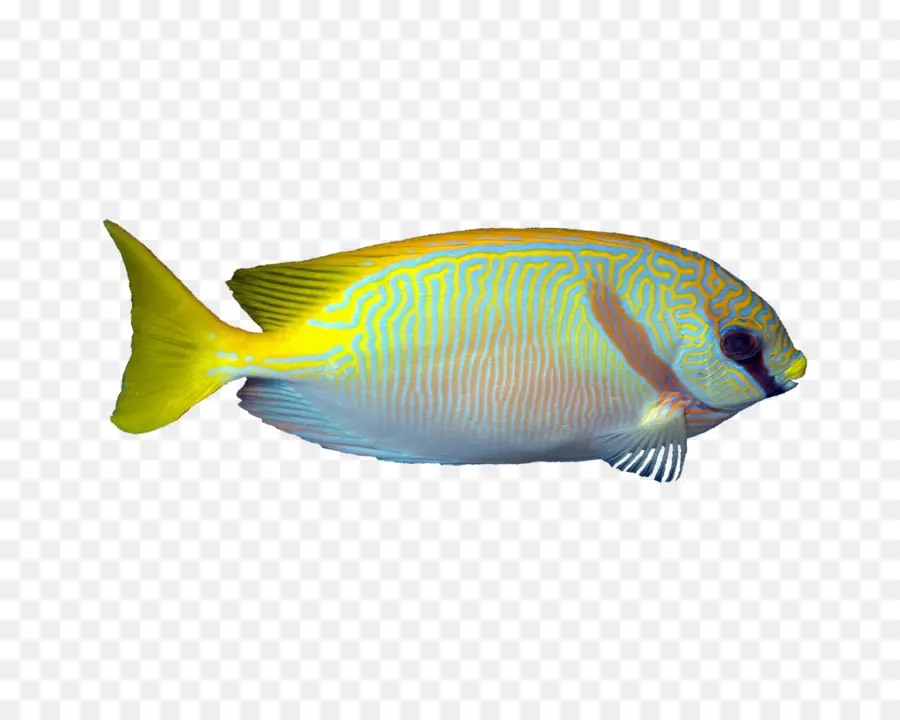 Siganos，Peces De Arrecife De Coral PNG