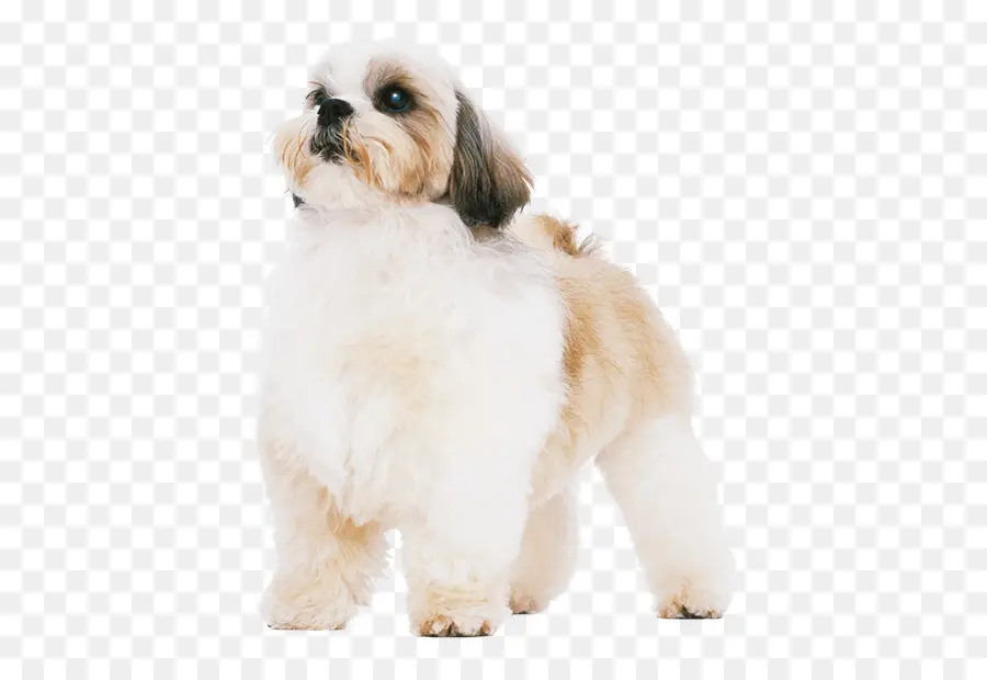 Shih Tzu，Perro Havanés PNG