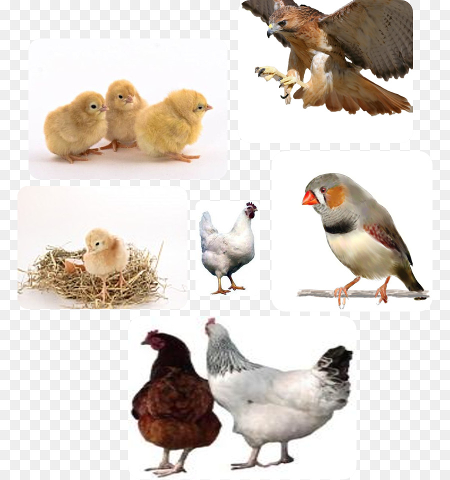 Pollo，La Enfermedad PNG