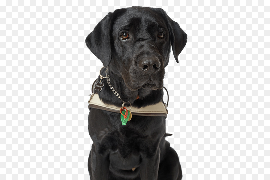 Labrador Retriever，Golden Retriever PNG