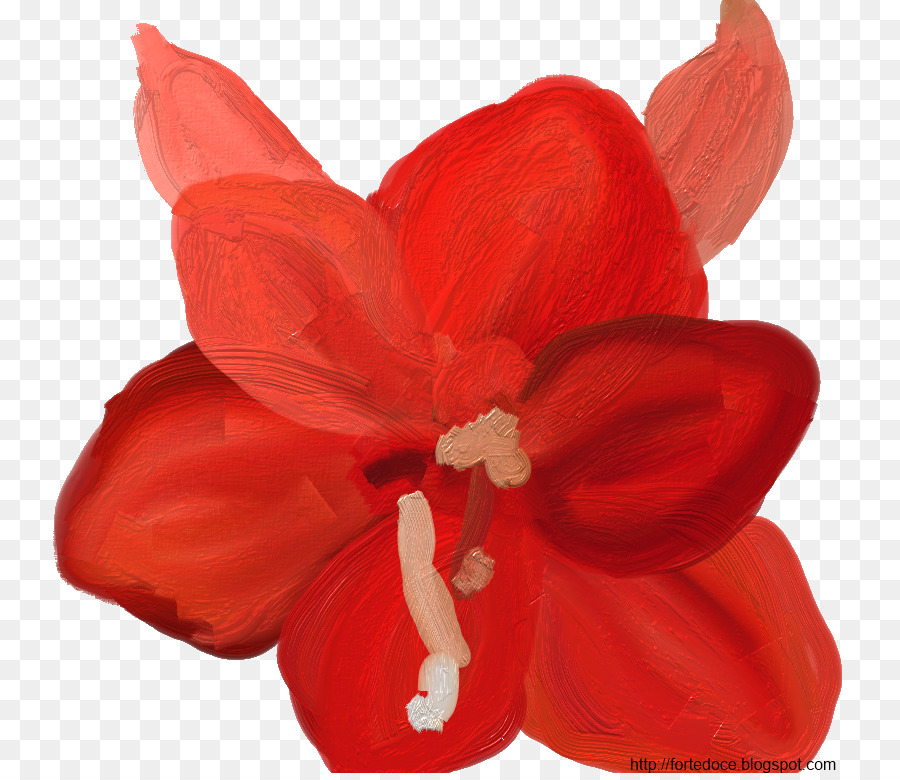 Amarilis，Las Flores Cortadas PNG