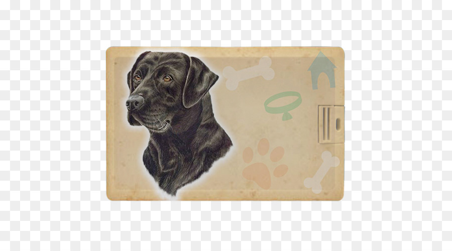 Labrador Retriever，Cachorro PNG