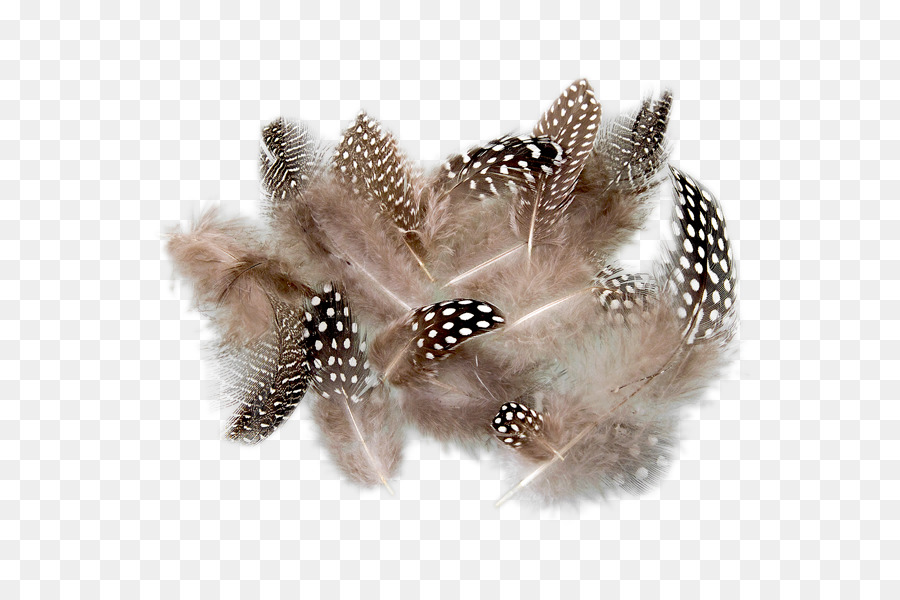 Plumas，Suave PNG