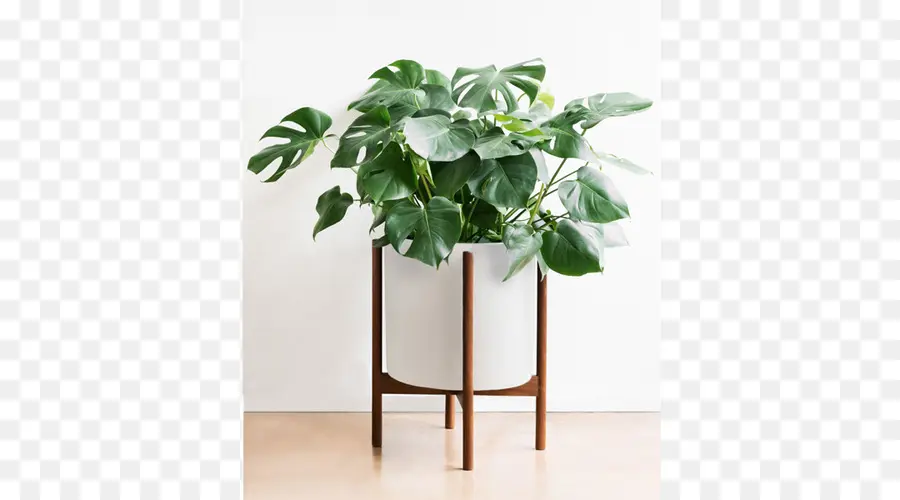 Maceta，Planta De Casa PNG