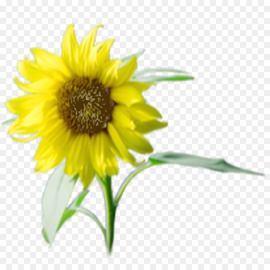 Girasol Amarillo，Hojas Verdes PNG