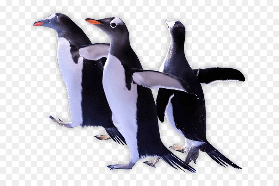 Pingüinos，Aves PNG