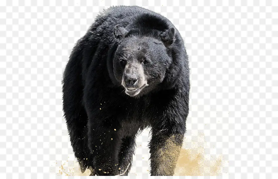 Grizzly Bear，El Oso Negro Americano PNG