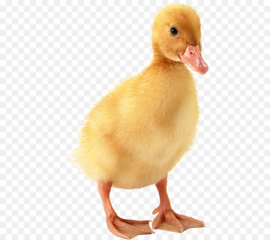 Pato，Aves PNG