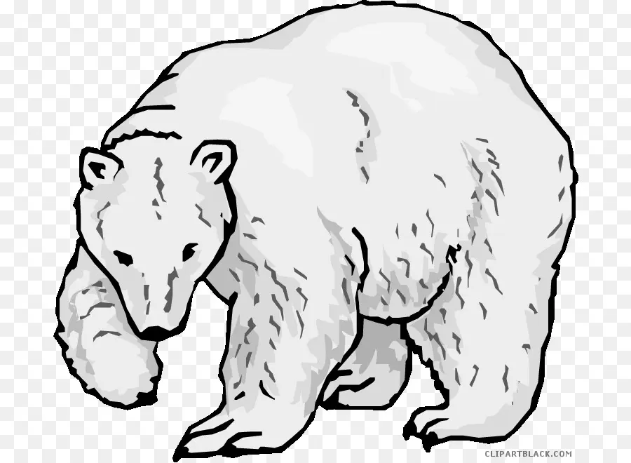 Oso Polar，Oso PNG