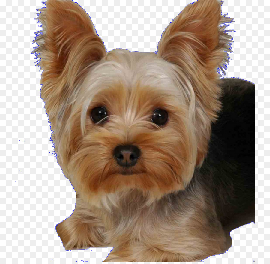 Yorkshire Terrier，Estrela Perro De Montaña De Los PNG