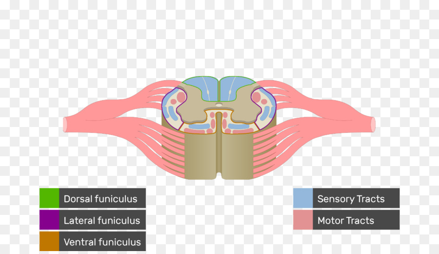 De La Médula Espinal，La Materia Blanca PNG