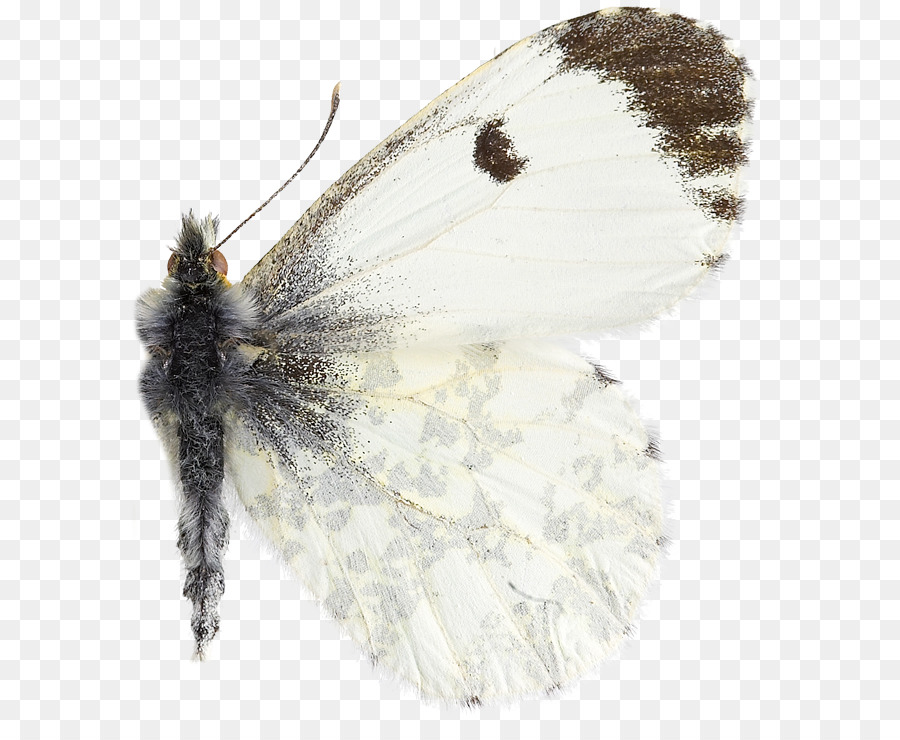 Orangetip，Pieridae PNG