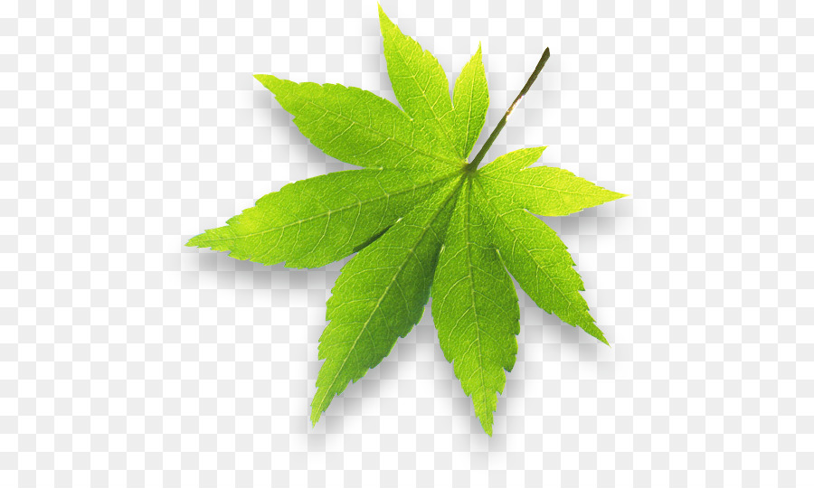 Hoja，Planta PNG