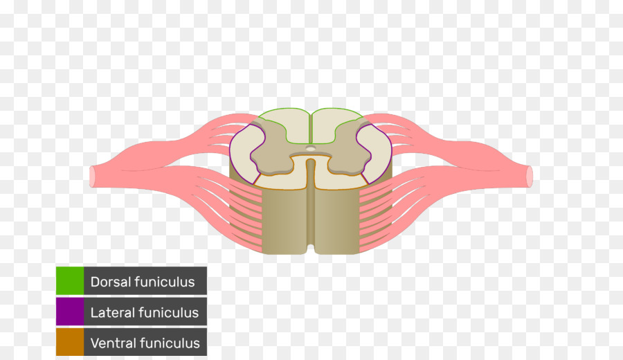 De La Médula Espinal，La Materia Blanca PNG