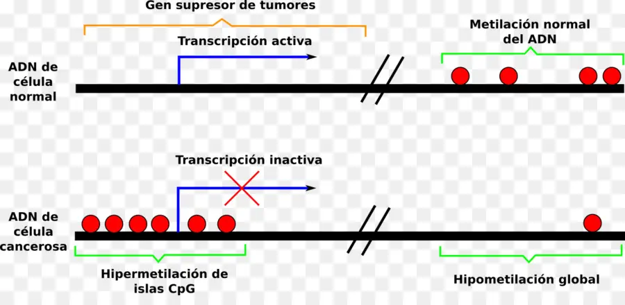 La Metilación，La Metilación Del Adn PNG