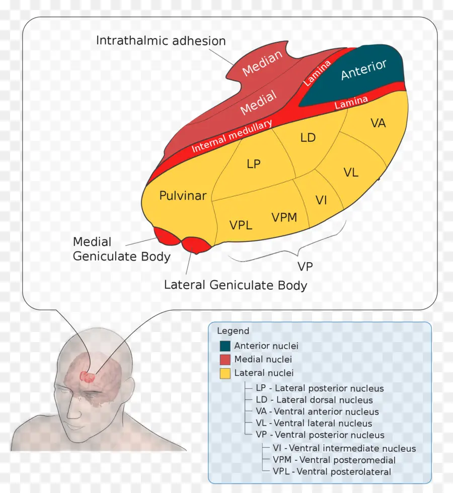 Núcleo Geniculado Lateral，Núcleo Geniculado Medial PNG