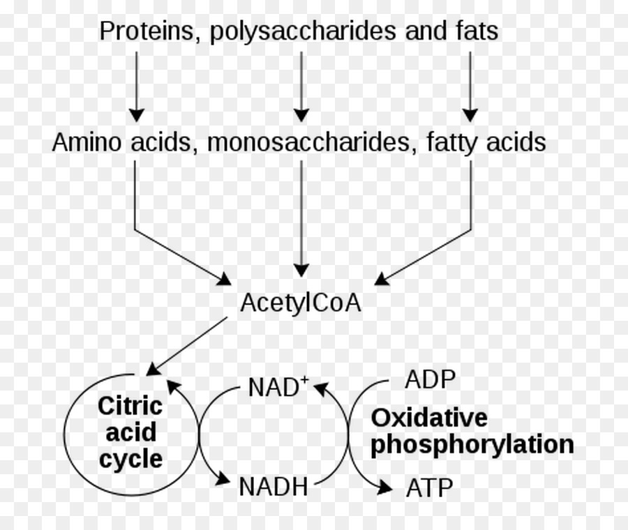 El Metabolismo，La Nicotinamida Adenina Dinucleótido PNG