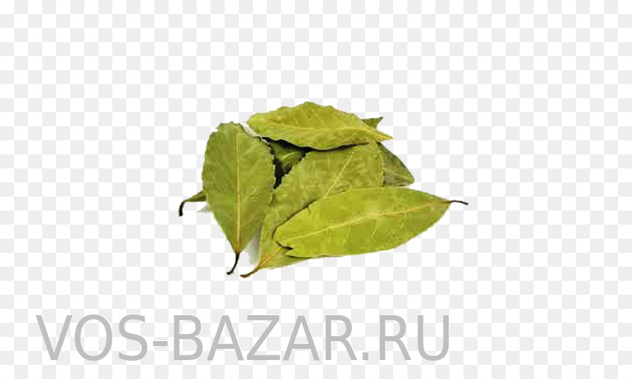 Laurel，La Hoja De Laurel PNG