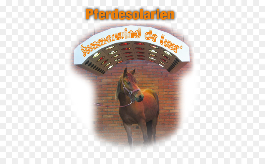 Caballo，Pferdesolarium PNG