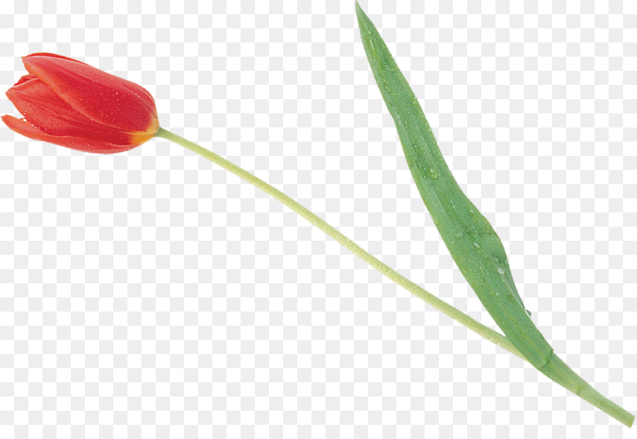 Tulip，Pétalo PNG