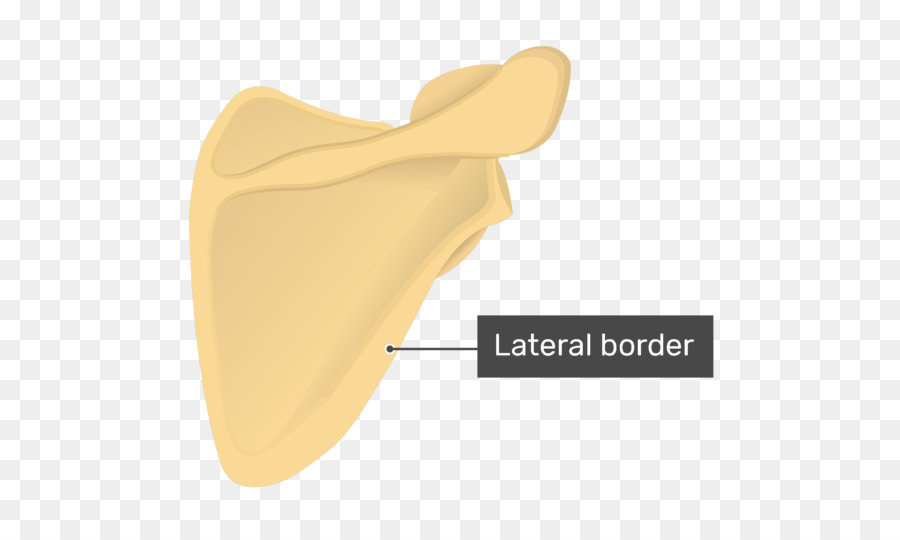 Escápula，Anatomía PNG