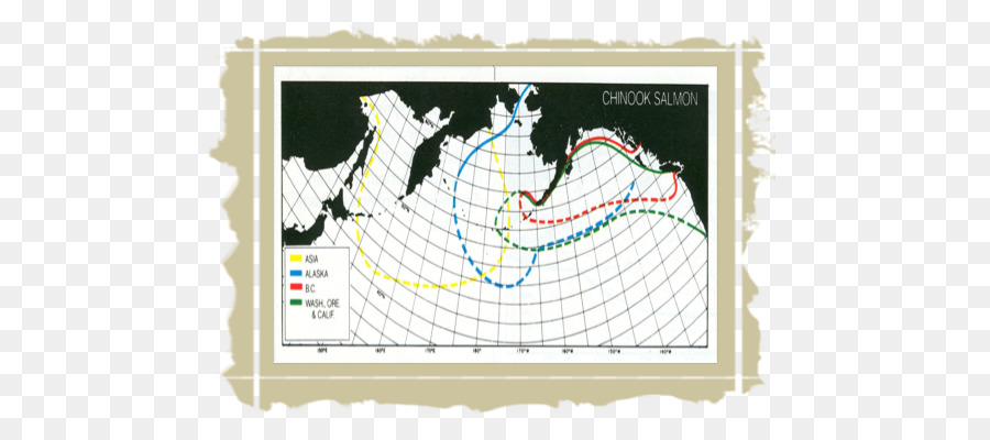 Salmón Chinook，La Trucha Arco Iris PNG