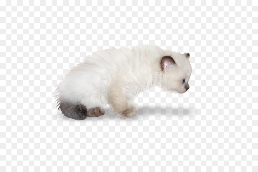 Bigotes，Gatito PNG