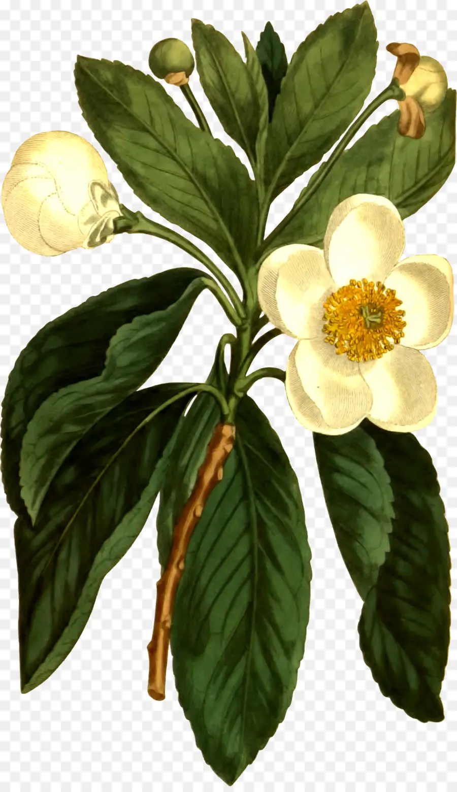 Flor Blanca，Hoja PNG