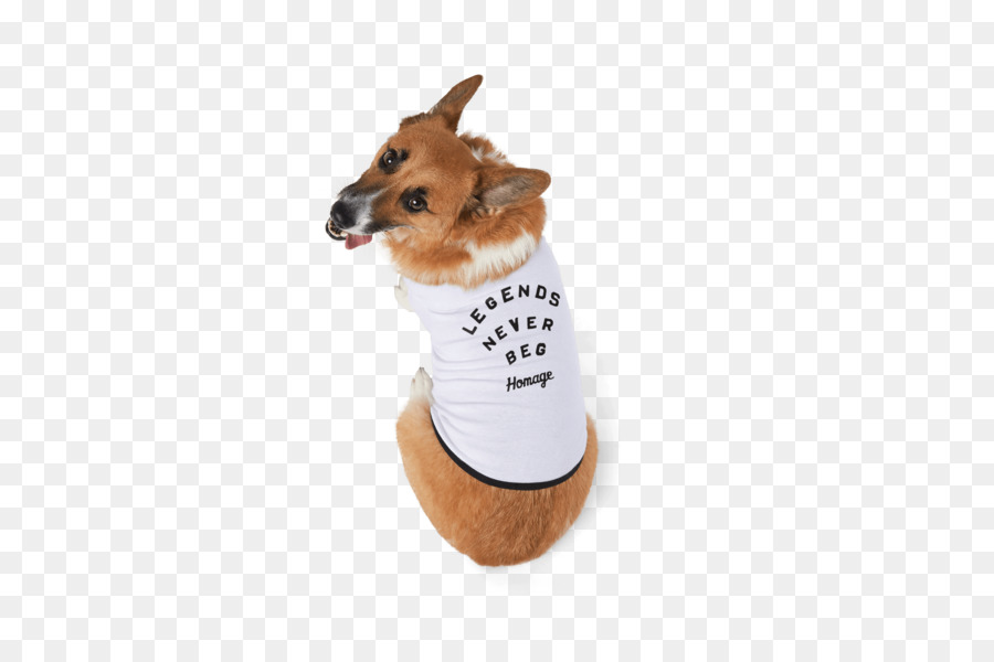 Perro En Camisa，Ropa PNG