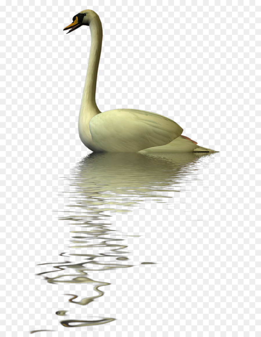 Cygnini，Pato PNG