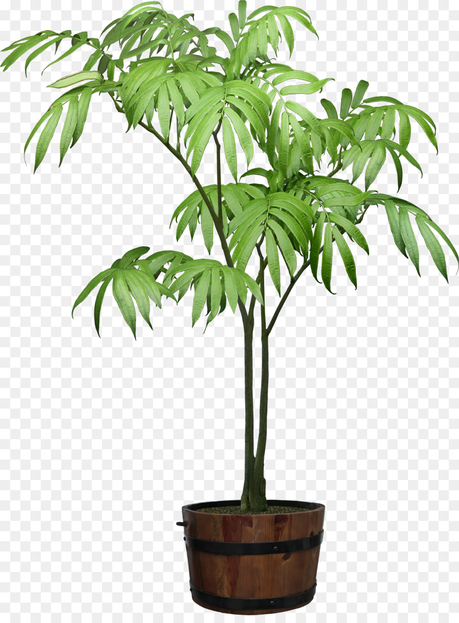 Planta De Interior，Árbol PNG