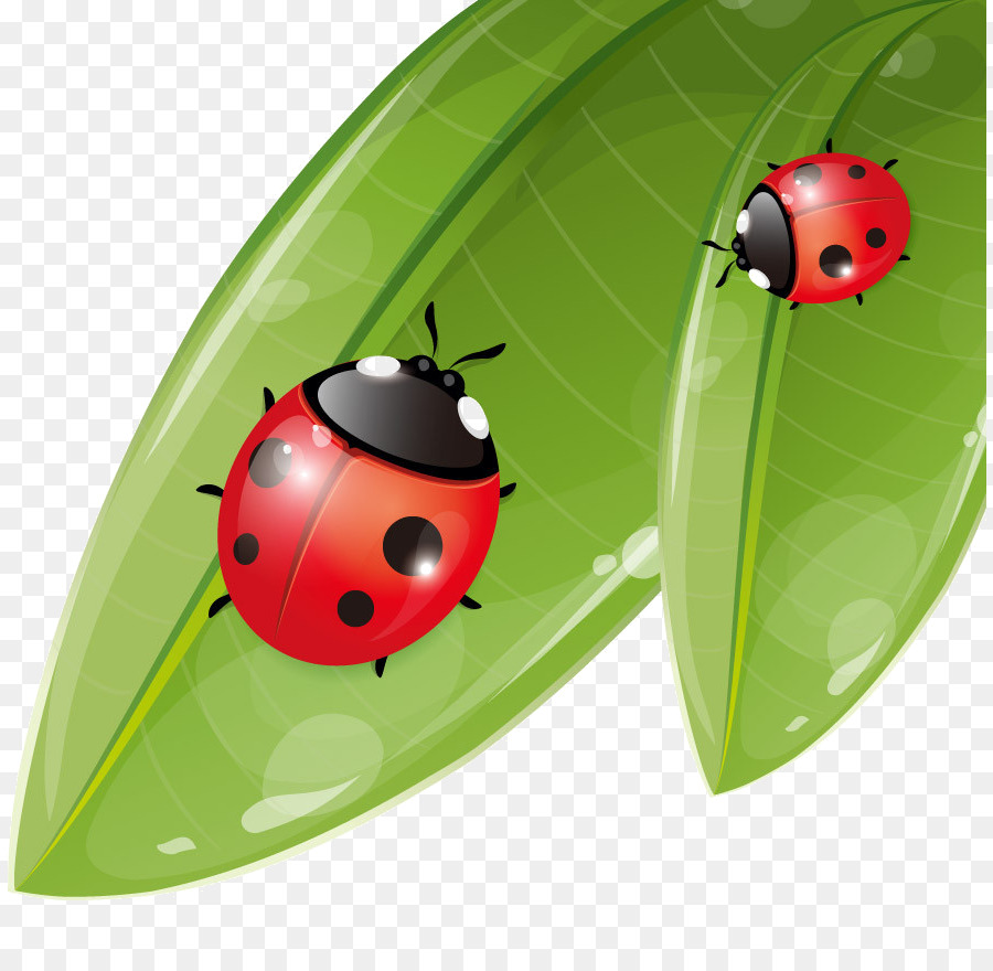 Los Insectos，Sevenspot Mariquita PNG