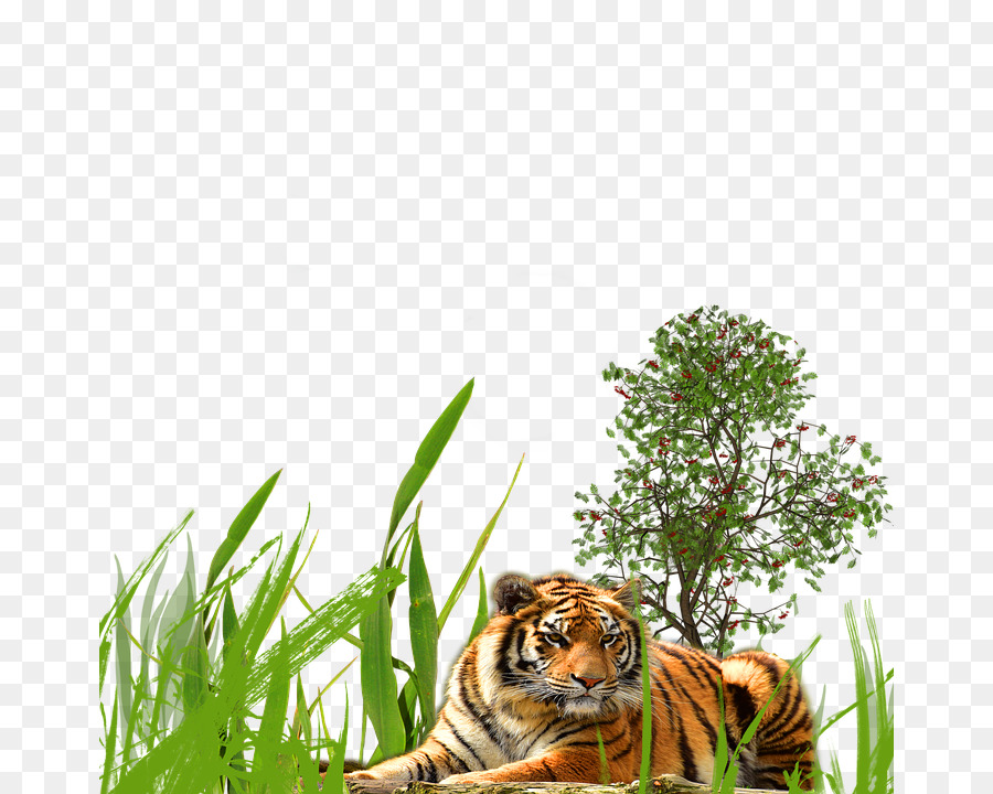 Tigre，La Vida Silvestre PNG