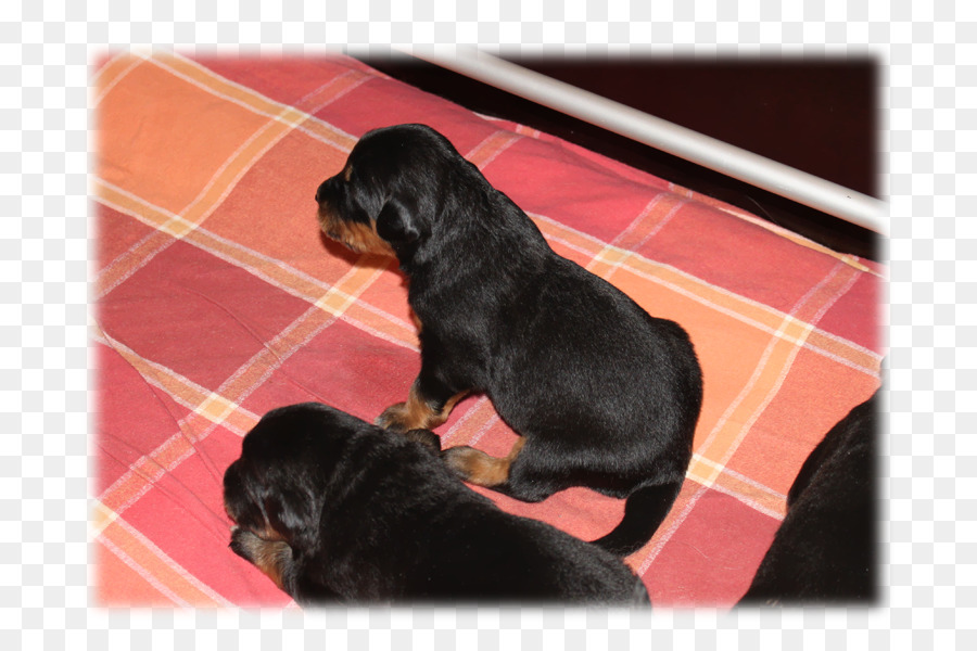 Rottweiler，Cachorro PNG