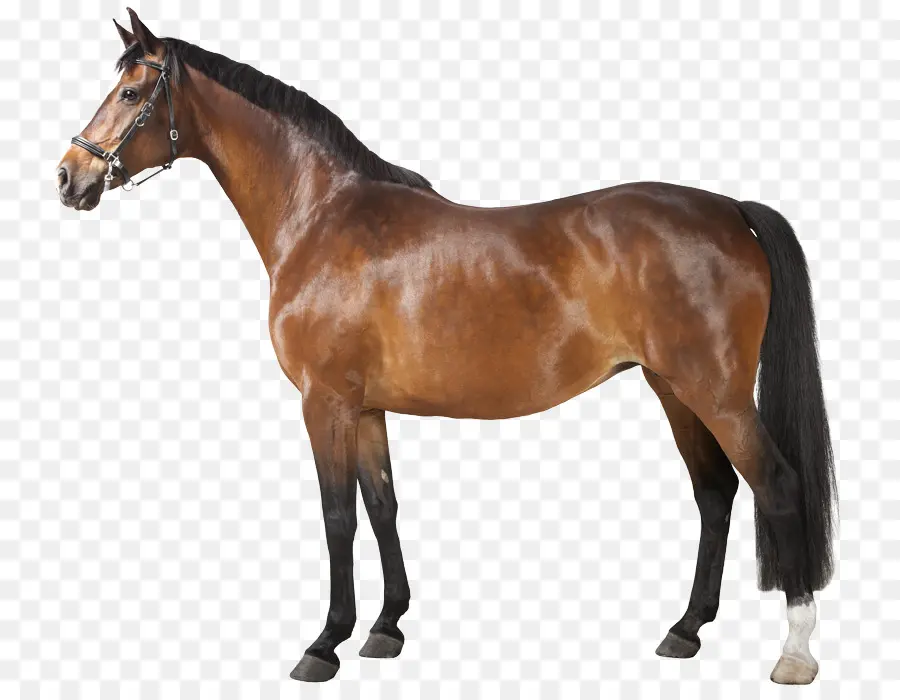 Caballo，La Resolución De La Imagen PNG