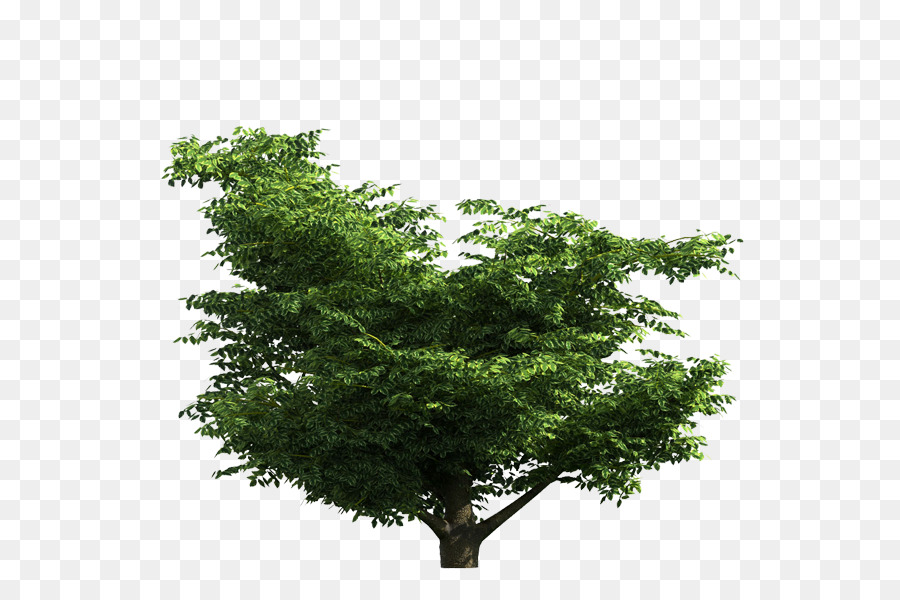 árbol Verde，Planta PNG