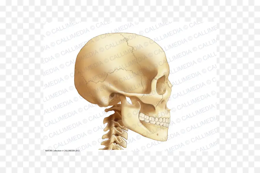 Anatomía，ósea PNG