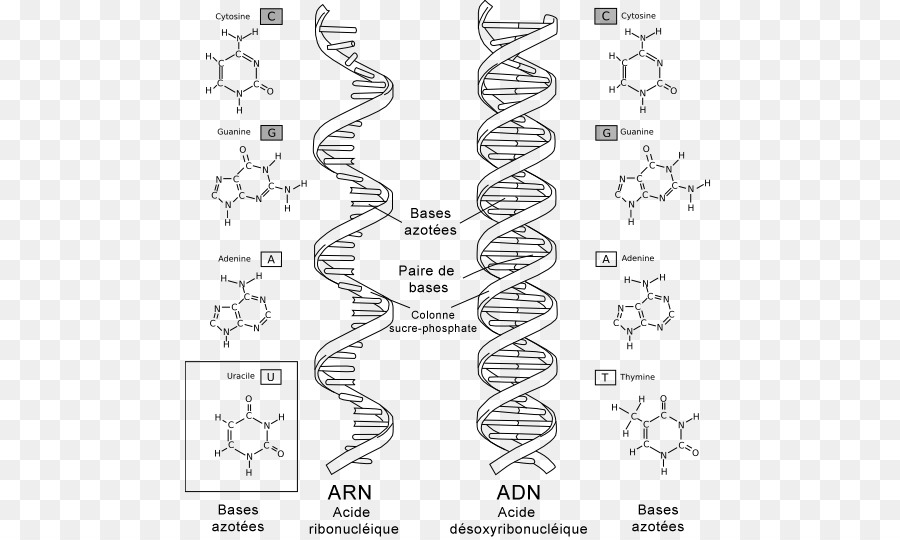 El Adn Y El Arn，Arn PNG