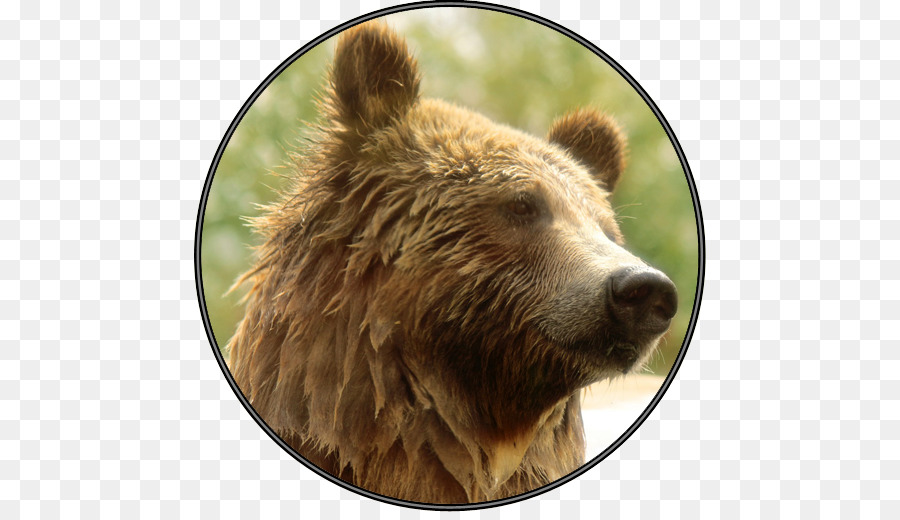 Grizzly Bear，Oso PNG