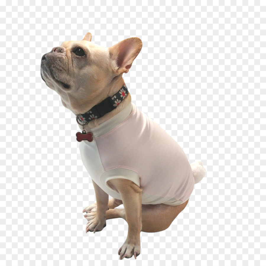 Bulldog Francés，Bulldog PNG